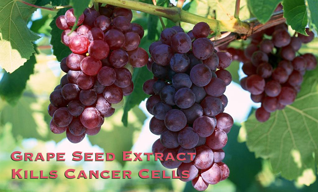 Grape Seed Extract Kills Cancer Cells